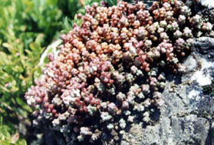 Sedum brevifolium